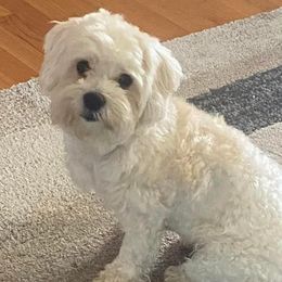 Piper - Morkie