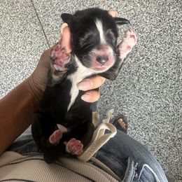Dorothy - Tri-color female Bernedoodle puppy in Yuba City, California from Ranch House Doodles