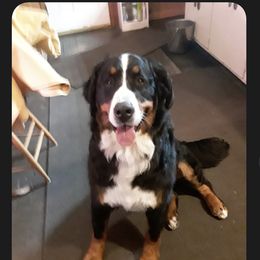 Bernese Mountain Dog Puppies from Lonesome Pine Farm