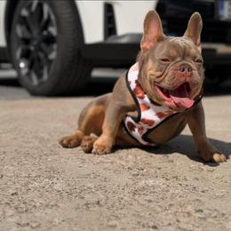 Isabella - Fawn and white female French Bulldog puppy in Miami, Oklahoma from Destiny Jones