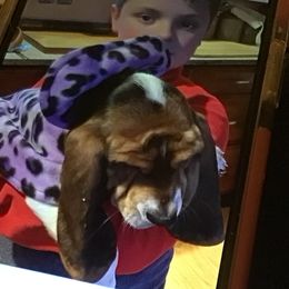 Basset Hound Puppies from Muggsk-9obedience