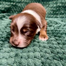 RTM1 - Red tri male Toy Australian Shepherd puppy in Pryor Creek, Oklahoma from DK’s Littles & Co