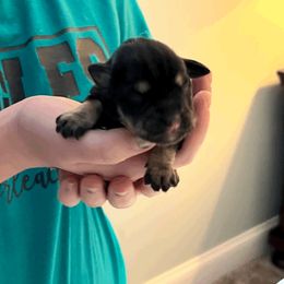 Miniature Schnauzer Puppies from Front Runner Miniature Schnauzers