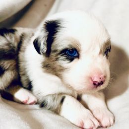 Alaska - Blue merle male Miniature Australian Shepherd puppy in Hagerstown, Maryland from Renegade Kennels