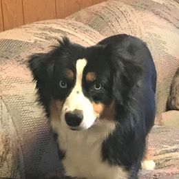 Sapphire - Miniature American Shepherd