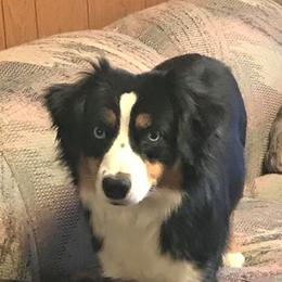 Sapphire - Miniature American Shepherd