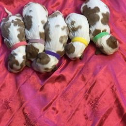 Cavalier King Charles Spaniel Puppies from Jackson's Cavaliers