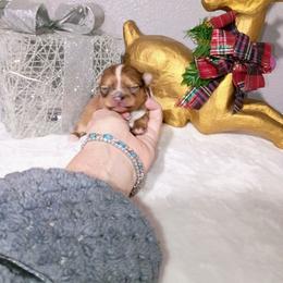 Sugarplum - Red and white female Chihuahua puppy in Redding, California from Akc ivy league chihuahua .  Com