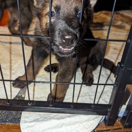 German Shepherd Puppies from Maska Honi Working German Shepherds