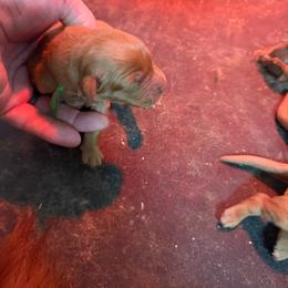 Green Collar - Dark golden female Golden Retriever puppy in Stigler, Oklahoma from Red MAX Golden Retrievers