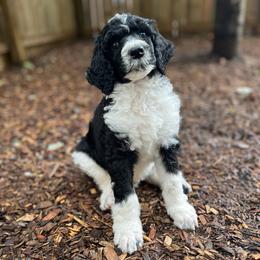 Mahi - Parti male Poodle puppy in Harpers Ferry, West Virginia from Oso Perfect Poodles and Doodles