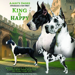 Great Dane puppies from Ajani's Danes