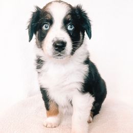 Lexus - Black tri-color female Australian Shepherd puppy in Meridian, Idaho from Boise Aussie Paws