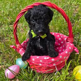 Collin - male Bernedoodle puppy in Augusta, Georgia from Ivey's Poodles & Doodles