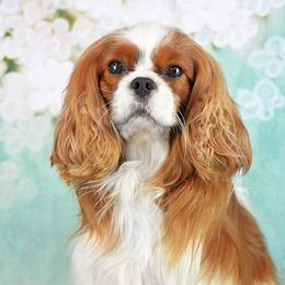 Zeke - Cavalier King Charles Spaniel