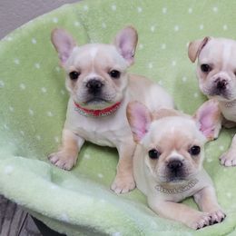 French Bulldog Puppies from Tran's Bullies