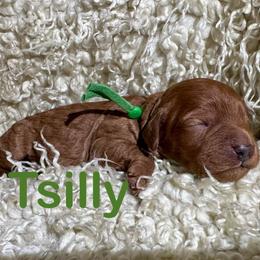 Tsilly - Red female Cavapoo puppy in Chelan, Washington from North Cascades Doodles