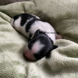 Willum - Black and white male Havanese puppy in Hudson, New York from Havanese of Claverack and Hudson Valley Labradors