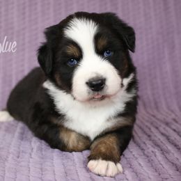 Australian Shepherd, Miniature American Shepherd, Miniature Australian Shepherd, and Toy Australian Shepherd Puppies from Painted Blue Aussies