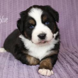 Australian Shepherd, Miniature American Shepherd, Miniature Australian Shepherd, and Toy Australian Shepherd Puppies from Painted Blue Aussies