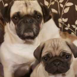 French Bulldogs and Pugs from Janice's French Bulldogs & Pugs