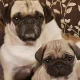 French Bulldogs and Pugs from Janice's French Bulldogs & Pugs