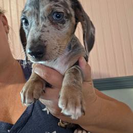 Blue Cheese - Dapple male Dachshund puppy in El Paso, Texas from Mells Weenies