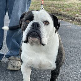 Bruno - Alapaha Blue Blood Bulldog