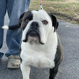 Bruno - Alapaha Blue Blood Bulldog