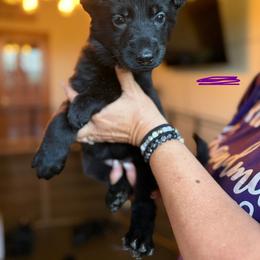 Mesa (Purple) - Black female German Shepherd puppy in New Holstein, Wisconsin from Bolwerk’s 3B Acres