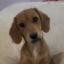 Dachshund Puppies from Pigeon Hill Dachshunds