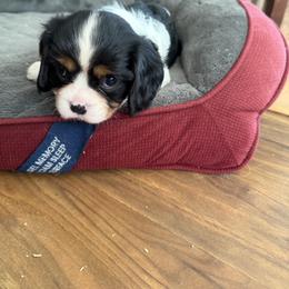 Ms. Pink - Tri-color female Cavalier King Charles Spaniel puppy in Rocky Ford, Colorado from Scofield Cavaliers