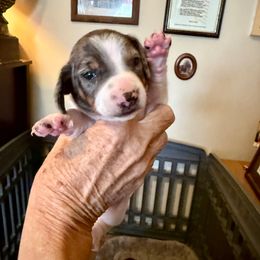 Unique - Dapple female Dachshund puppy in Russellville, Arkansas from Cains River Valley Dachshunds