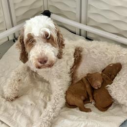 Lola - Goldendoodle