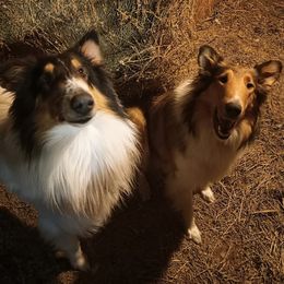 Collies from Honeycutt Hollow