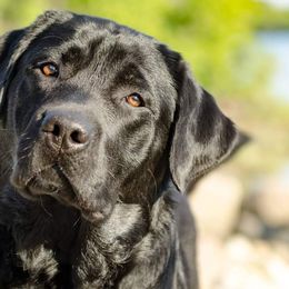 Labrador Retrievers from Radiance Labradors