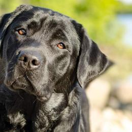 Labrador Retrievers from Radiance Labradors