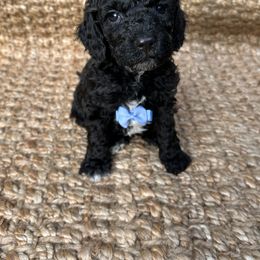 Goldendoodle Puppies from Our Darling Doodles