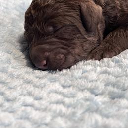 Male 4 - Chocolate male Labradoodle puppy in Mountain View, Missouri from Gastineau Doodles