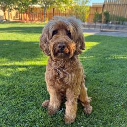 Hazel - Goldendoodle