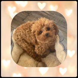Girlie - Poodle