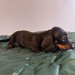 Dachshund All Grown Up from Hotdawgz standard AKC dachshunds