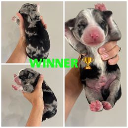 Winner - Merle male Bernedoodle puppy in Horseshoe Bend, Idaho from Over the Moon Poodles and Doodles