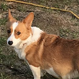 Allie - Pembroke Welsh Corgi