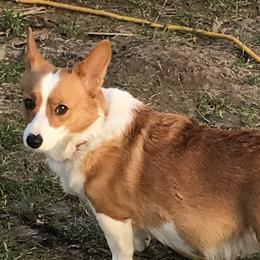 Allie - Pembroke Welsh Corgi