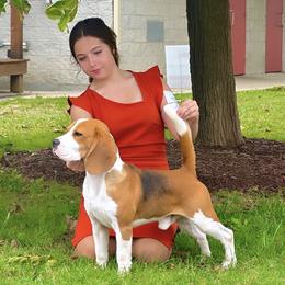 Oyster - Beagle