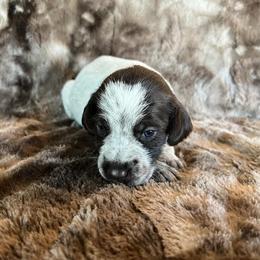 Girl 2 - Wirehaired Pointing Griffon puppy in Jerome, Idaho from Double R Griffons