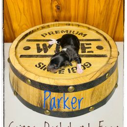 Parker - Piebald male Dachshund puppy in Cincinnati, Ohio from Caines Dachshund Farm