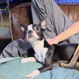 Harley - Boston Terrier