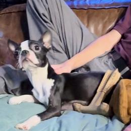 Harley - Boston Terrier